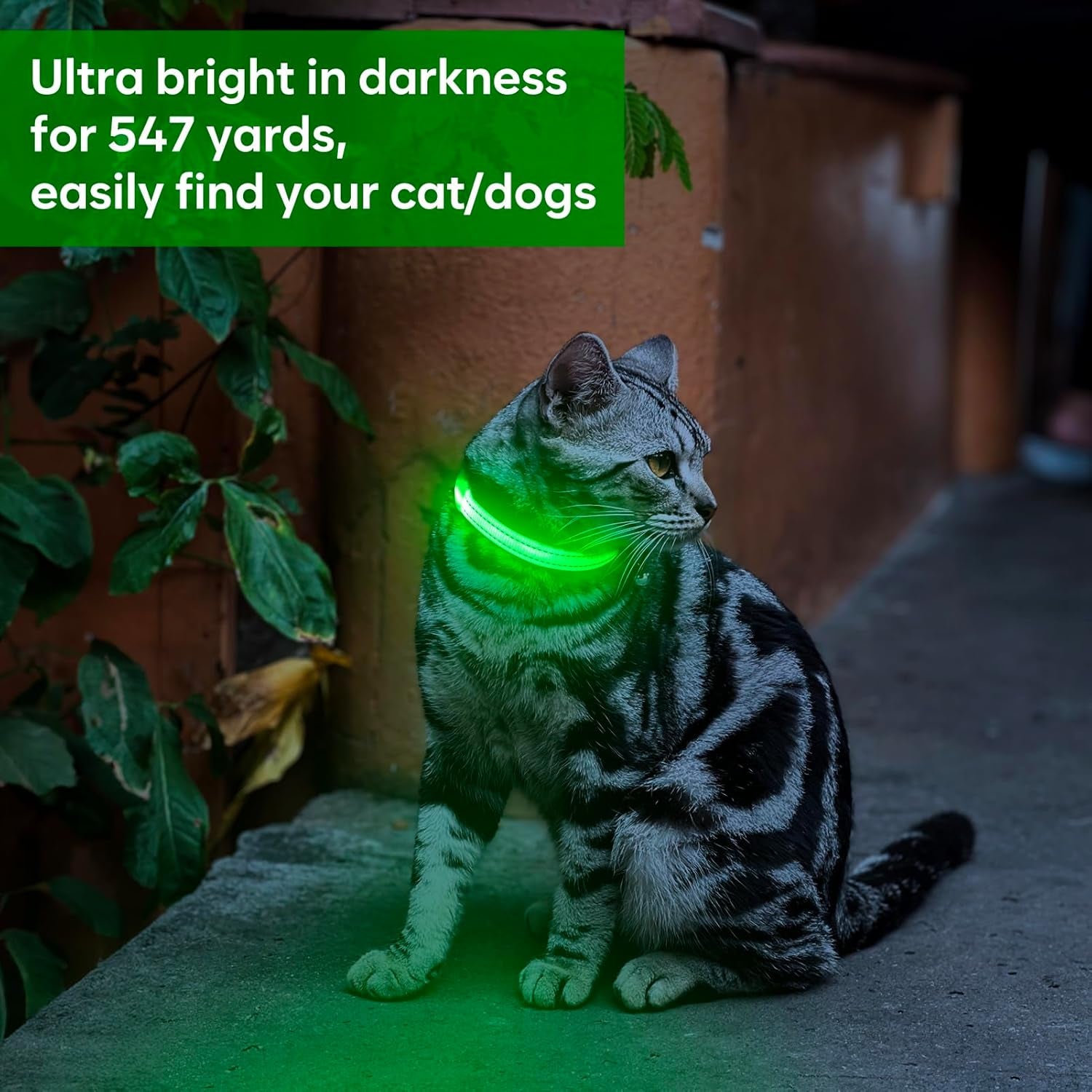 Light up Dog Collar Rechargeable - Reflective LED Pet Collar for Puppies & Cats, Glowing in the Dark Dog Lights for Night Walking (XS, Green)